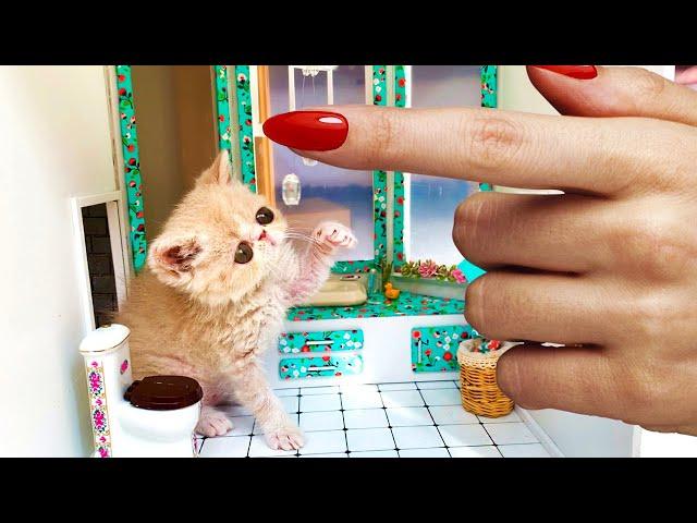 The Smallest ever RESCUED kitten gets a New House!