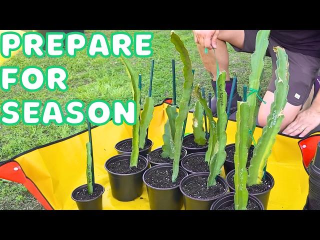 Preparing My Dragon Fruit Garden For OPTIMAL Growth This Season | TEMU