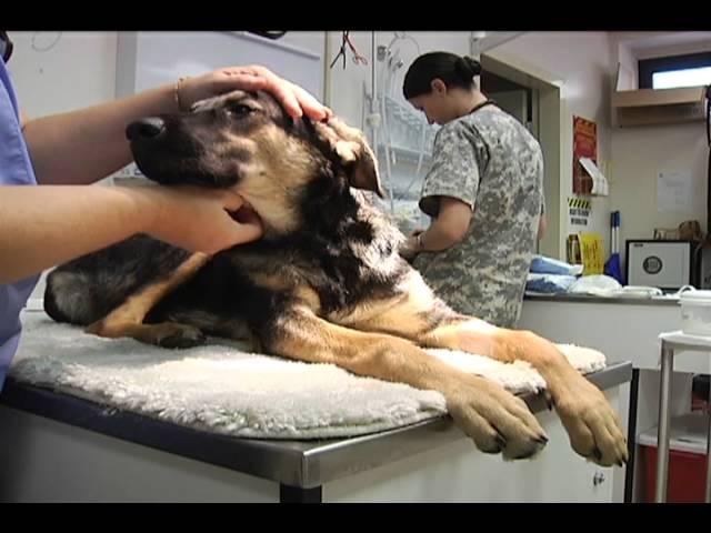 Pet Fixing - AFN Naples TV Version