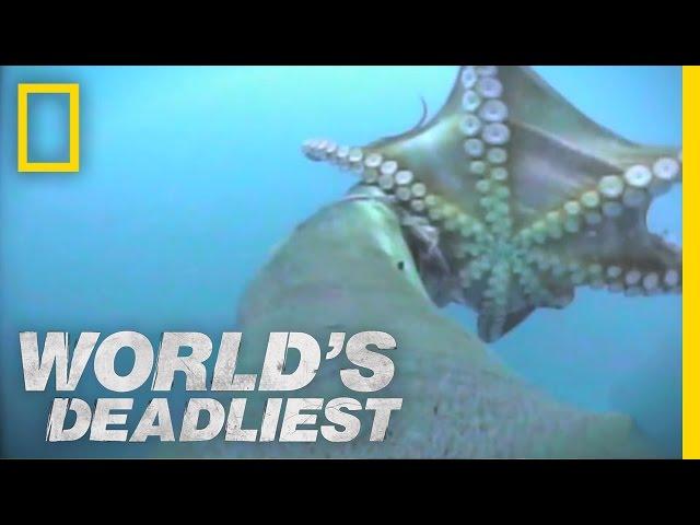 Sea Lion vs. Octopus | World's Deadliest