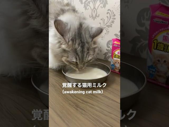 覚醒する猫用ミルク Amazonで購入した(Awakening Cat Milk Purchased at Amazon)#猫 #子猫 #shorts