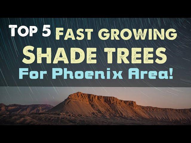 Top 5 - Fast Growing Shade Trees for the Phoenix Area