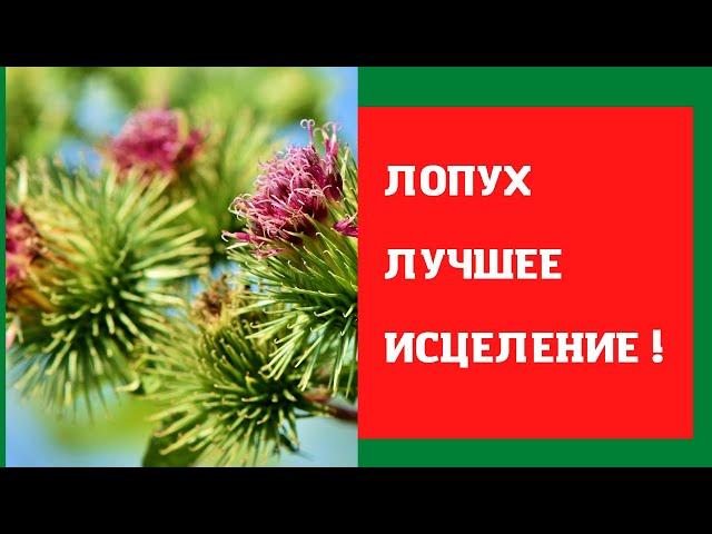 ЛОПУХ -от новообразований ! Кисты миомы .Последний срок сбора август ...