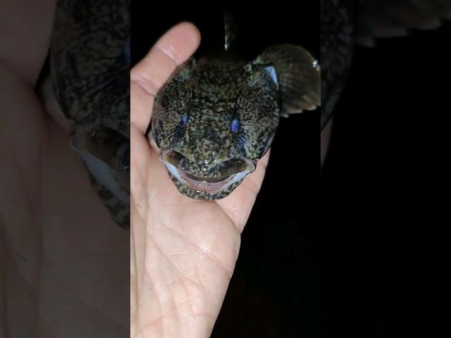 А хто відповість що це за риба?