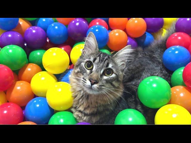 Happy cats get a giant ball pit! 1000 balls