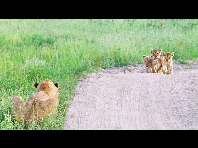 Heart-Warming Reunion Between Lost Cubs and Mother