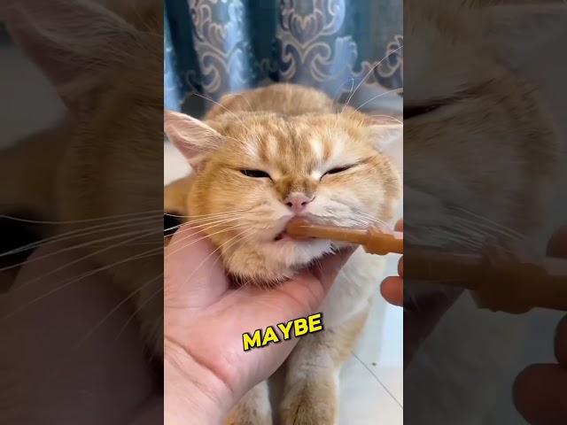 This actually feels kinda nice #feelgood #felinefun #funnycatvideo #felineantics