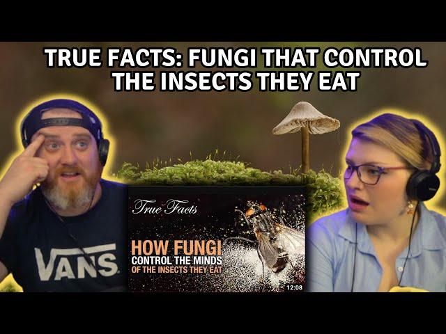 True Facts: Fungi That Control The Insects They Eat @zefrank | HatGuy @gnarlynikki React