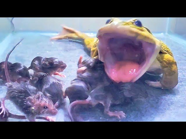 Giant Bullfrog Eats Many Baby Mouse! Asian Bullfrog Live Feeding