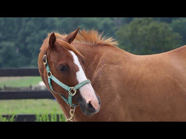 How to Recognize Anxiety, Tension, or Pain in Your Horse