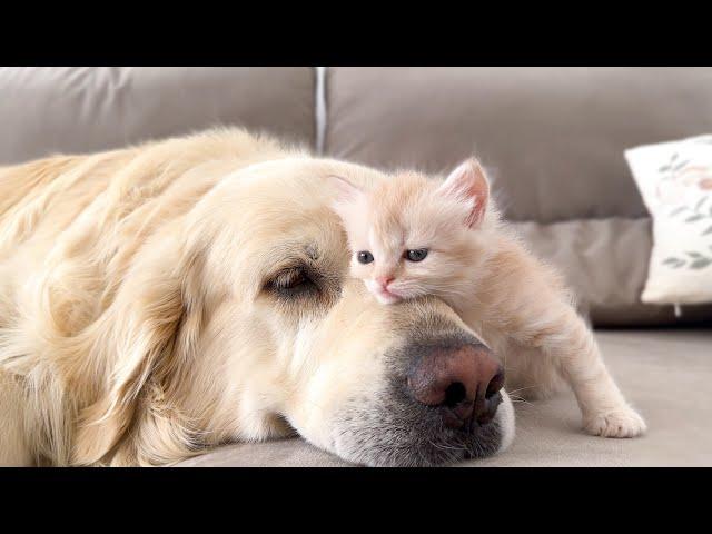 KITTEN Falls In Love With GOLDEN RETRIEVER!