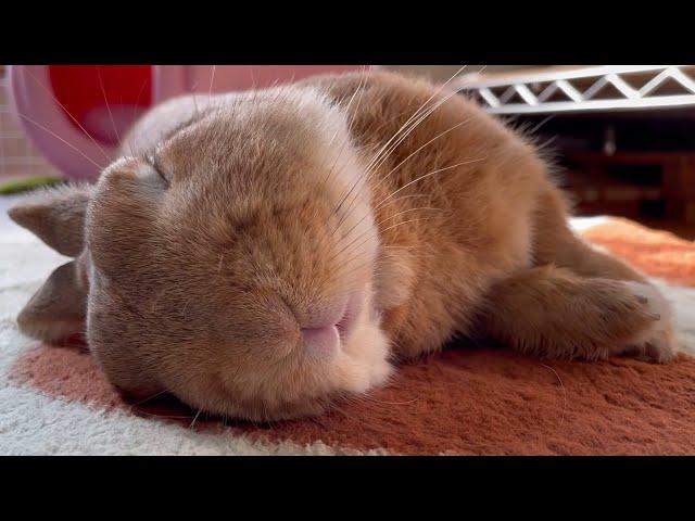 A 1-hour special rabbit soothing video that you can watch alone when you're tired (No.1334)