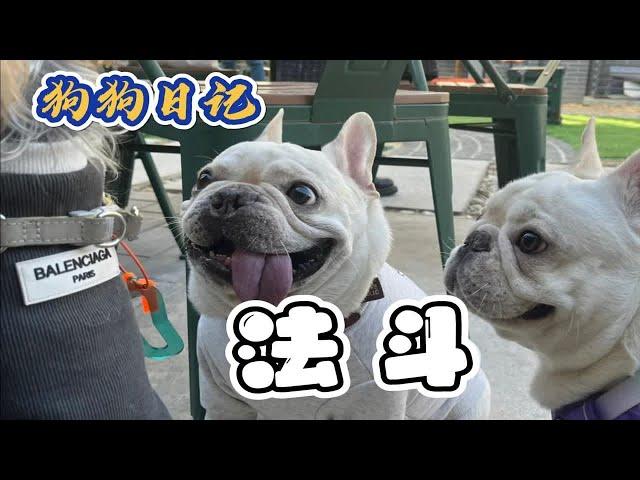 一个比你还懒的犬种——法斗！