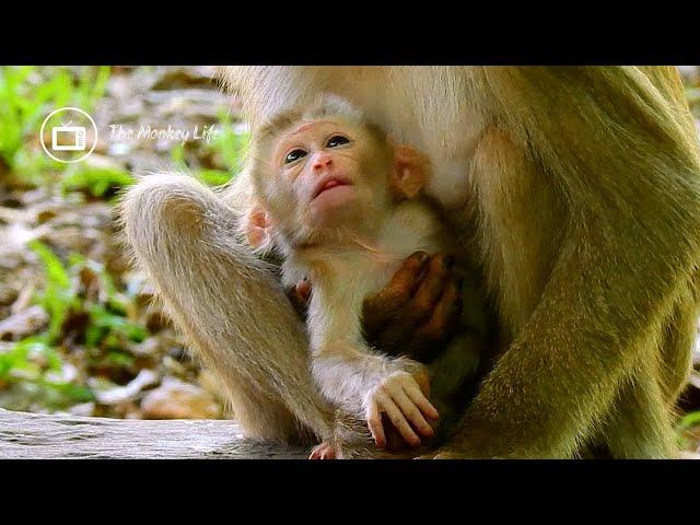 Pity face of new baby monkey begging milk from beautiful mother