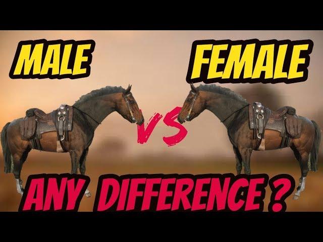 RDR 2 Male VS Female Horse ! Is There Any Difference ?