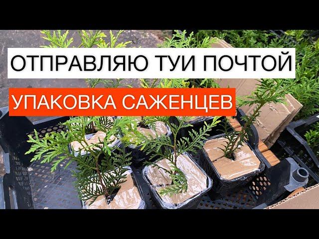 ОТПРАВЛЯЮ ТУИ ПОЧТОЙ! УПАКОВКА САЖЕНЦЕВ | САДОВЫЕ ДЕЛА #туипочтой #упаковкасаженцев #саженцы