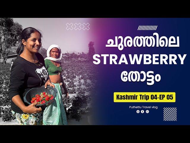 Surprise cake cutting and Strawberry Plantation   | Kashmir Trip 04 | EP -  05 |  Jelaja Ratheesh |