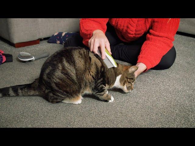 Brushing your cat's fur | How to groom your cat