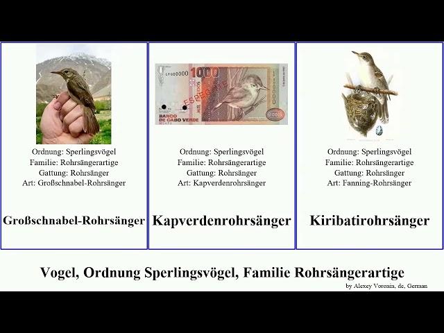 Vogel, Ordnung Sperlingsvögel, Familie Rohrsängerartige bird Dickschnabel-Rohrsänger Passeriformes