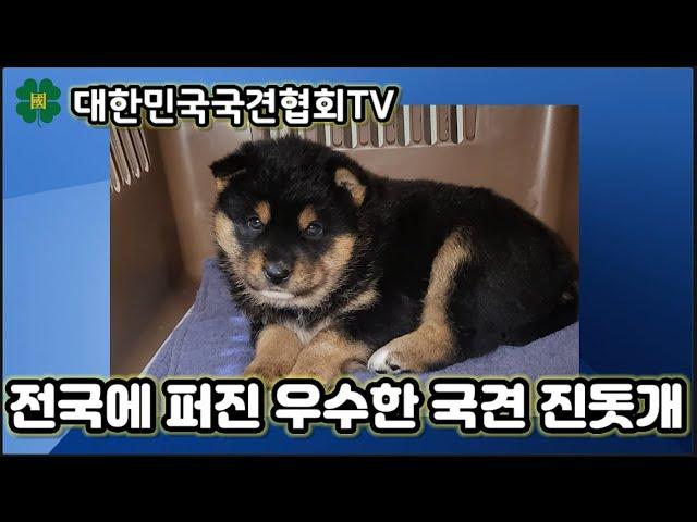 전국에 퍼진 우수한 국견 진돗개 | 대한민국국견협회TV