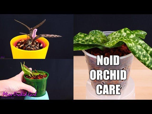 How to care for Orchids you don't know much about? - Detailed guide
