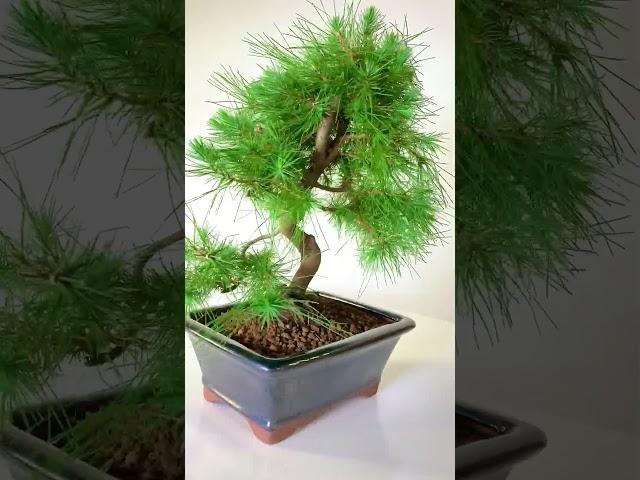 Stunning Hardy Evergreen Mediterranean Aleppo Pine Bonsai in Sleek Black Pot