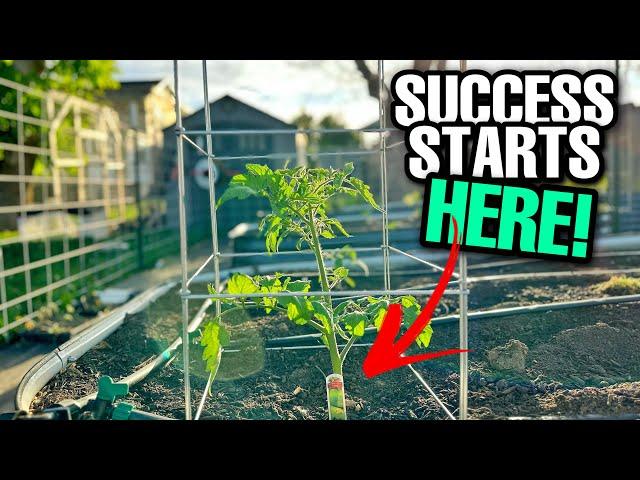 Tomato Planting 101: Tips And Tricks For SUCCESS!