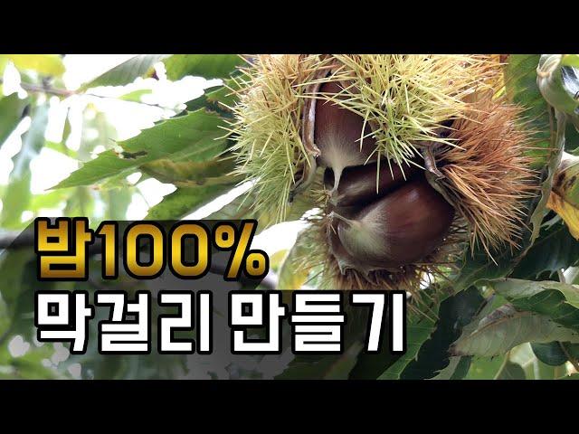 (ENG SUB) Brewing Makoli! - with chestnut 100%