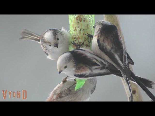 Vogelquiz: Sperlingsvögel in unseren Gärten