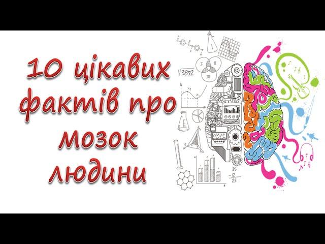 10 цікавих фактів про мозок людини