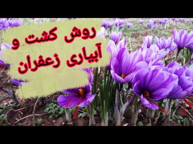 روش کشت زعفران | روش کاشت، داشت و برداشت زعفران از صفر تا صد | انواع کاشت زعفران | روش آبیاری زعفران