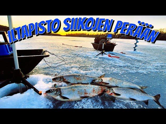 ILTAPISTO JA SIIAT | ESITELLÄÄN OTTIMORRIT #KALASSA61