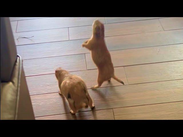 Two Prairie Dogs Get on to Mischief in New Home | Cuddle Buddies