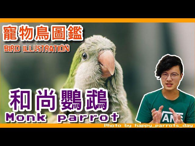 和尚鸚鵡好養嗎?你不會相信的和尚鸚鵡！Monk Parrot illustrated book ft.鳥友們.快樂鳥日子【鸚鵡小木屋】【寵物鳥圖鑑EP2】