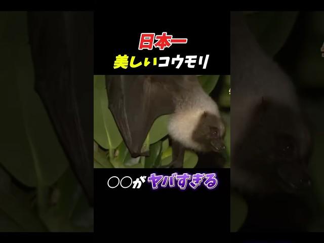 日本一美しいと言われるコウモリの○○がやばすぎる#雑学 #動物 #絶滅危惧種