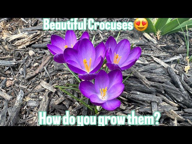 Crocus Tour + How to grow crocuses