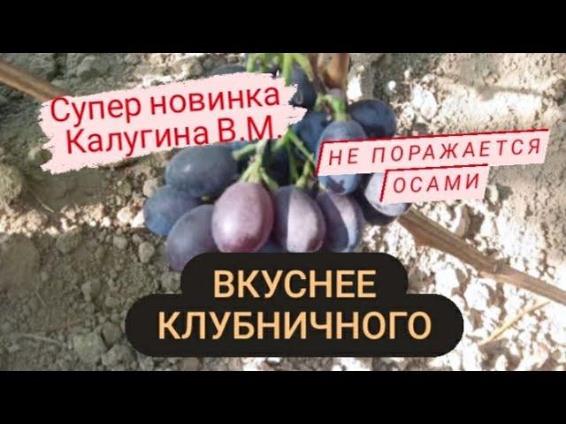 Новинка Калугина В.М. Виноград вкуснее Клубничного - Василек. Беларусь 30 августа 2023.