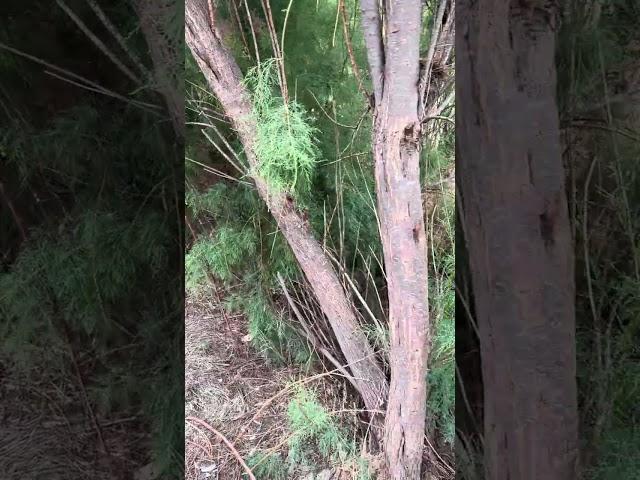 Invasive Salt Cedar Tamarisk