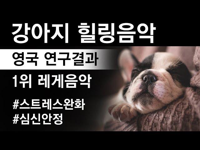 강아지 힐링음악 / 영국연구결과 레게음악 선호 / 12시간 재생 / dog healing reggae music