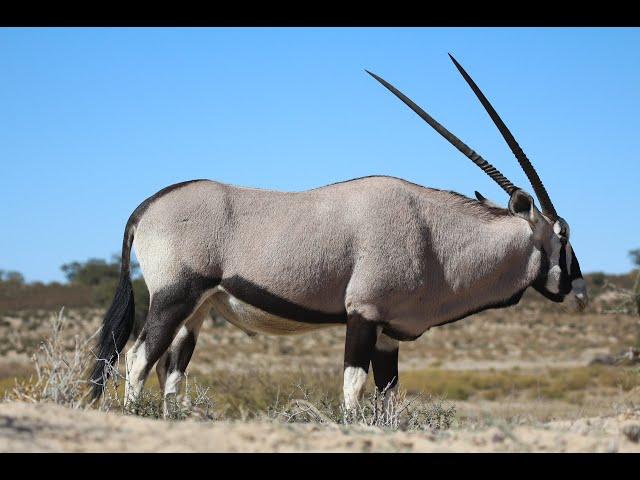 South African Oryx | Fascinating Facts About Gemsbok