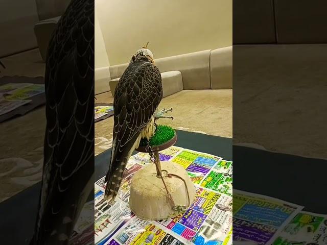 #subscribe #eagle #shorts #short #shortsvideo #shortvideo #shortsfeed #viral #viralvideo#viralshorts