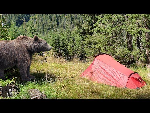 I Camped in the Kingdom of Bears: Romania, Parâng Mountains