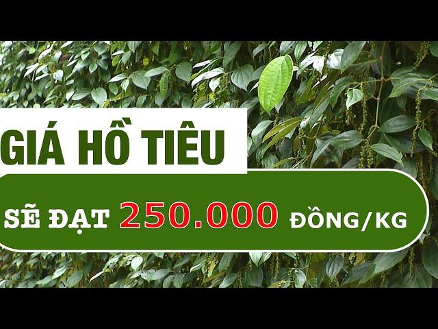 GIÁ HỒ TIÊU CÓ THỂ ĐẠT 250.000 ĐỒNG/KG