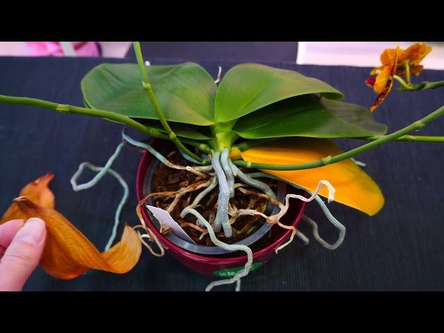 Why I NEVER cut yellow leaves on Orchids