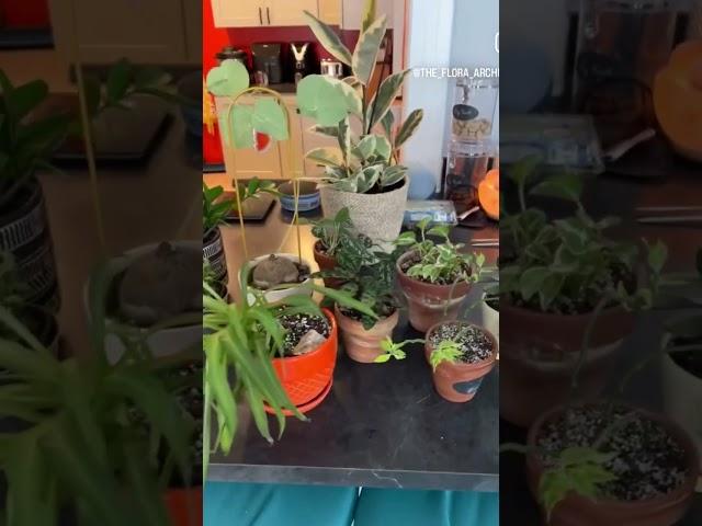 #Mini #HouseplantTour on #PlantChore day! Its so #Satisfying to get all these #Plants taken care of.