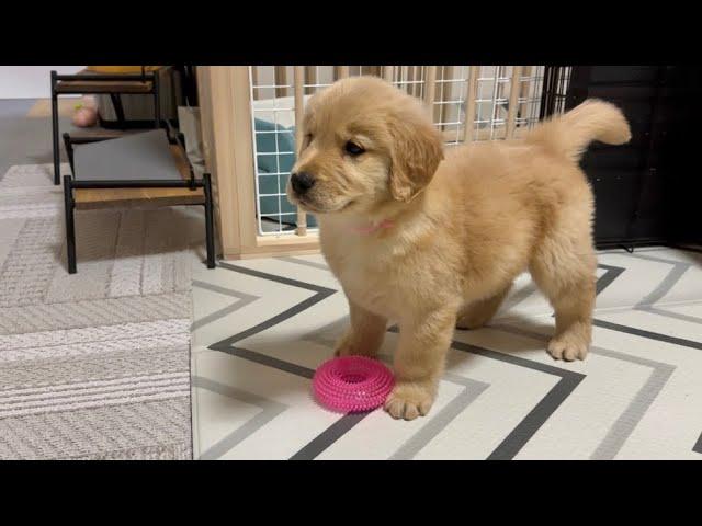 We got a golden retriever puppy