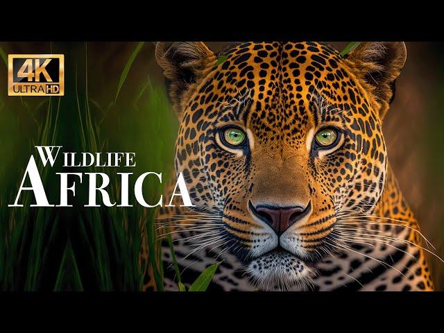 Africa Wildlife 4K - Wonderful wildlife movie with soothing music