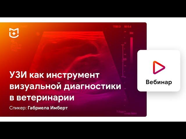 УЗИ как инструмент визуальной диагностики в ветеринарии