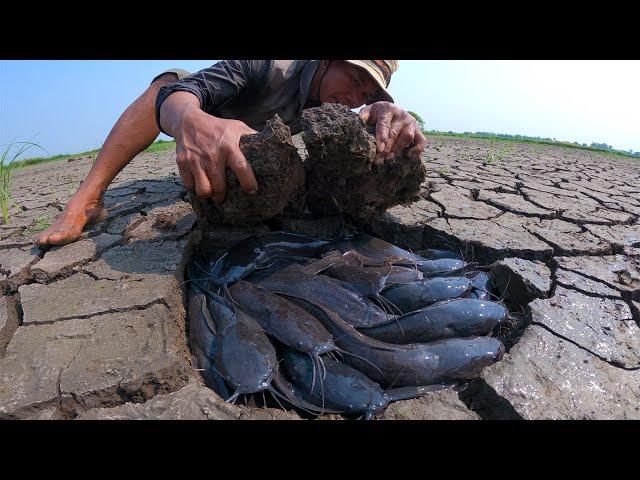 Technique underground fishing - a fisherman catch a lots catfish by hand in dry season