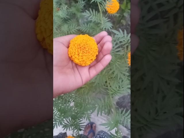 subscribe  my channel#yst #flower #viral#short#@bangaligamer10